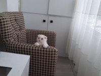 3 Aylık safkan british bebeğimiz