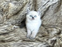 Top Kafa British Shorthair Prenses