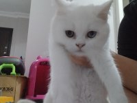 Orjinal safkan britishorthair yavrular