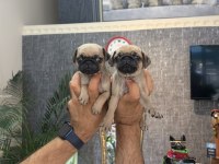 Dişi Pug Mops minikler