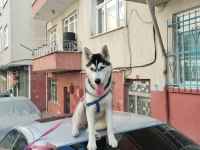 5 Aylık husky köpeğimiz yeni ailesini bekliyor