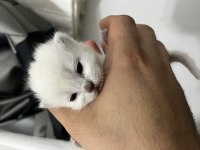 REZERVE BLUE POİNT SHORT LONGHAİR KEDİLER