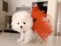 Dişi yavru pomeranian boo sahibini bekliyor