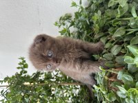 British Shorthair 1.5 Ay