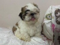 Shih tzu erkek bebek