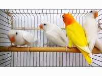 Yeni yeme düşen lutino albino cennet papağanlar