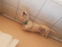 MALTİPOO 7 AYLIK