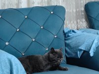 British shorthair kedimiz