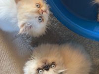 İran Persian yavrular