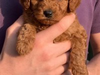 Toypoodle Aşılı Mikroçiplı Karneli Minikler