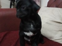 3 aylık siyah pug günü gelen aşıları yapıldı