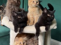 SİMMSİYAH PUMA BSH KEDİLER TESLİME HAZIR