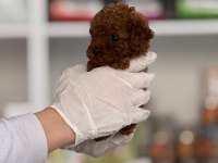 AŞILI ÇİŞ EĞİTİMLİ TOY POODLE BEBEKLER 