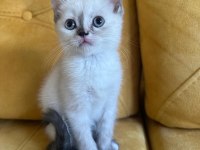 2.5 Aylık British Shorthair Dişi