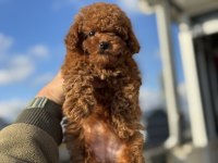 Boy ve kg ram garantili tea cup kore poodle 
