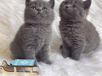 Birbirinden Güzel Brıtısh Shorthair Yavrularım