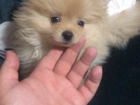 POMERANİAN BOO ERKEK DOSTA GİDER FP