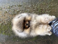 TEACUP ÜST KALİTE POMERANİAN BOO