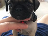 Acil sahiplendirilecek pug