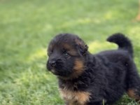 Orjinal alman kurdu köpeği