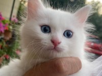 Birbirinden Sevecen 3 Tane Van Kedisi