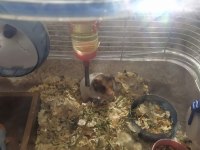 5 aylık erkek hamster