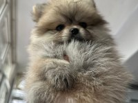 Dişi Pomeranian