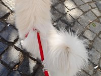 Pomeranian kızımıza yuva arıyoruz