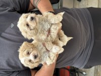 Sağlıklı orijinal maltipoo