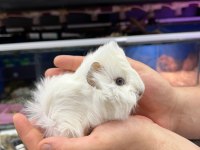 Guinea pig yavrularımız adrese teslim