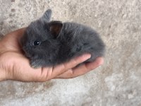Safkan Netherland Dwarf Yavru Tavşan