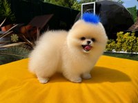 Üst Kalite Teddy Bear Garantili Pomeranian Yavrularım
