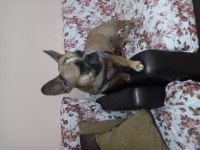 15 aylık dişi french bulldog hiç eşleştirilmemişştir