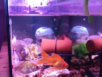 Japon Balığı Ve Oranda Büyükte Var Japon Avuç Kadar