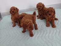 Show Kalite Kore Toy Poodle Ziyarete Açık