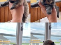 Erkek Dişi Pomeranian Boo Yavrular