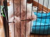 Yavru terrier maltese