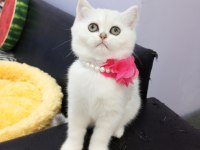Safkan Silver Chinchilla Rengi Yavrular Catteryden