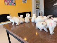 KEDİCİDEN MÜKEMMEL BRITISH SHORTHAIR YAVRULARI ANKARA