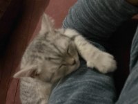 British shorthair 4 aylık