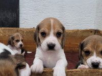 Beagle yavrularımız ırk garantilidir