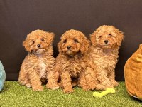 Safkan Toy Poodle Yavruları Irk Garanti Ücretsiz Teslimat