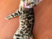 ELİTE Bengal Kittens