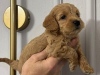 Safkan Dünya Tatlısı Maltipoo Yavrular