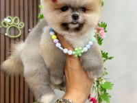 Ayı surat pomeranian