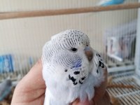 Jumbo Şov Muhabbet Kuşu Yavrular