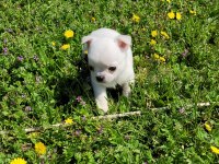 MÜKEMMEL TEACUP CHİHUAHUA ERKEK YAVRU