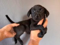 Mükemmel kalitede labrador bebeklerimiz için acele edin
