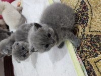 Müthiş Güzellikte Ev Ortamından Scottish Fold