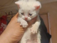 Sevimli british shorthair bebiş